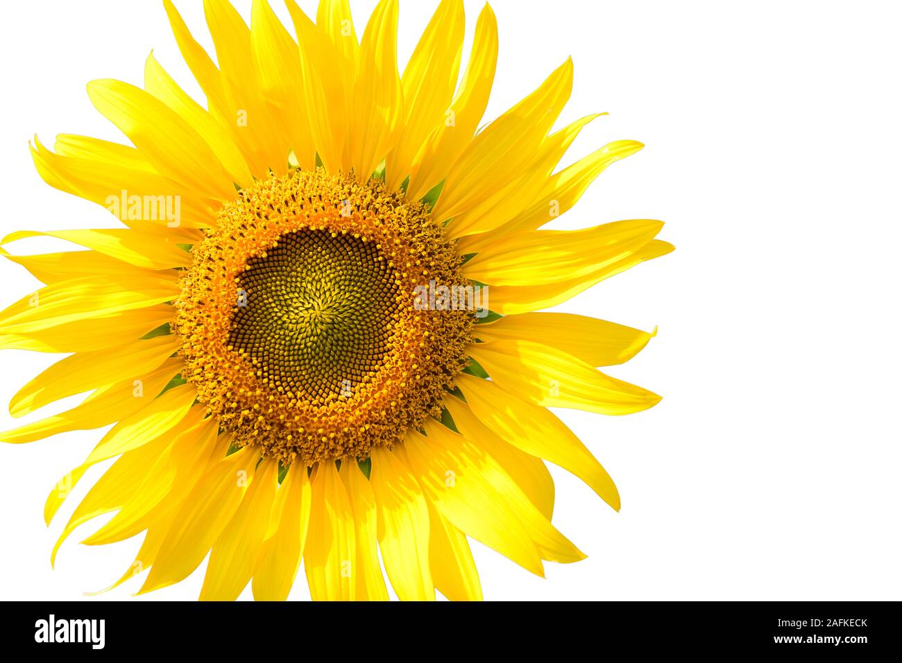 Beautiful sunflower isolated on white background Stock Photo