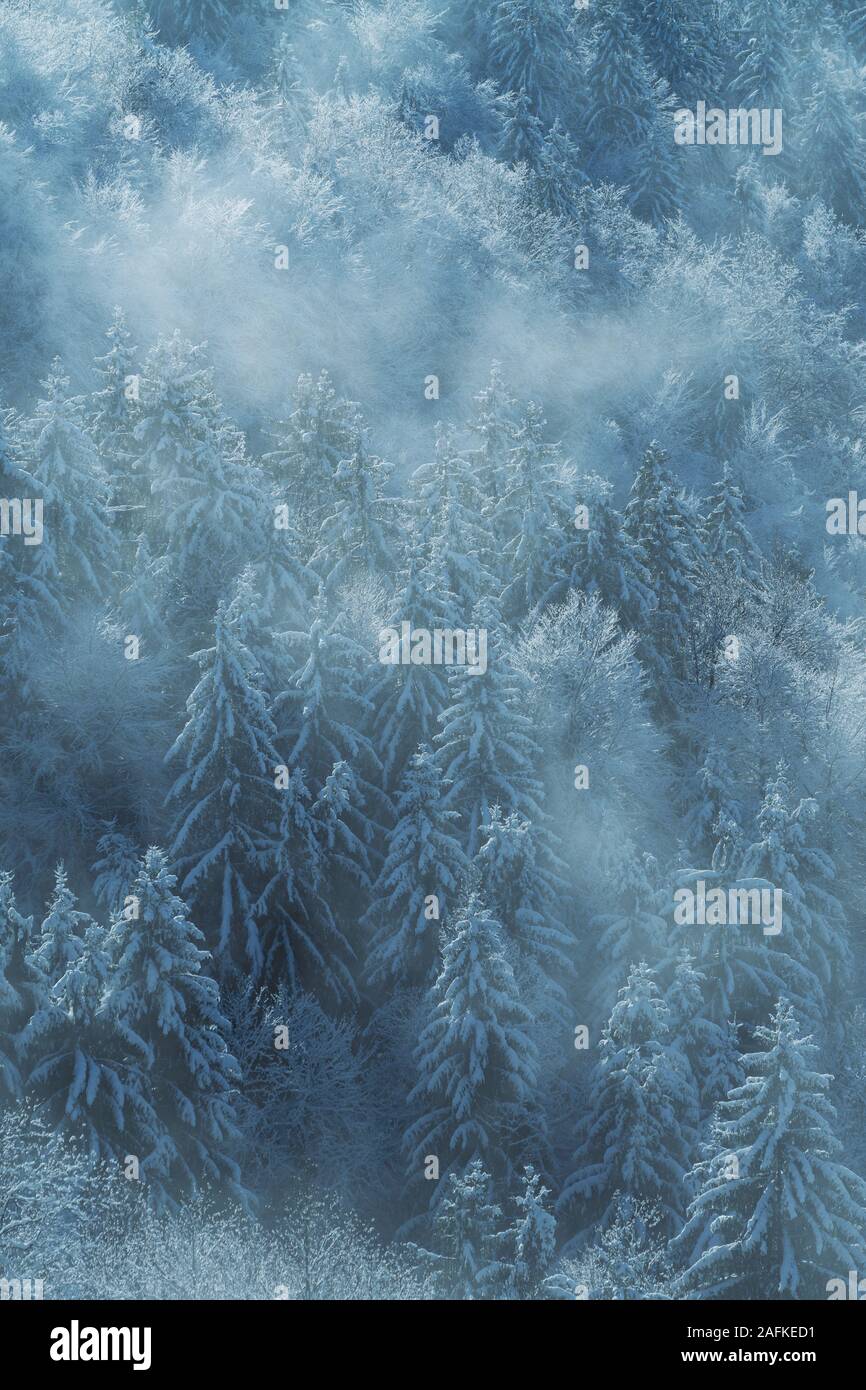 Beautiful aerial view of winter forest of coniferous trees in the fog. Forestry, nature and seasons concepts Stock Photo