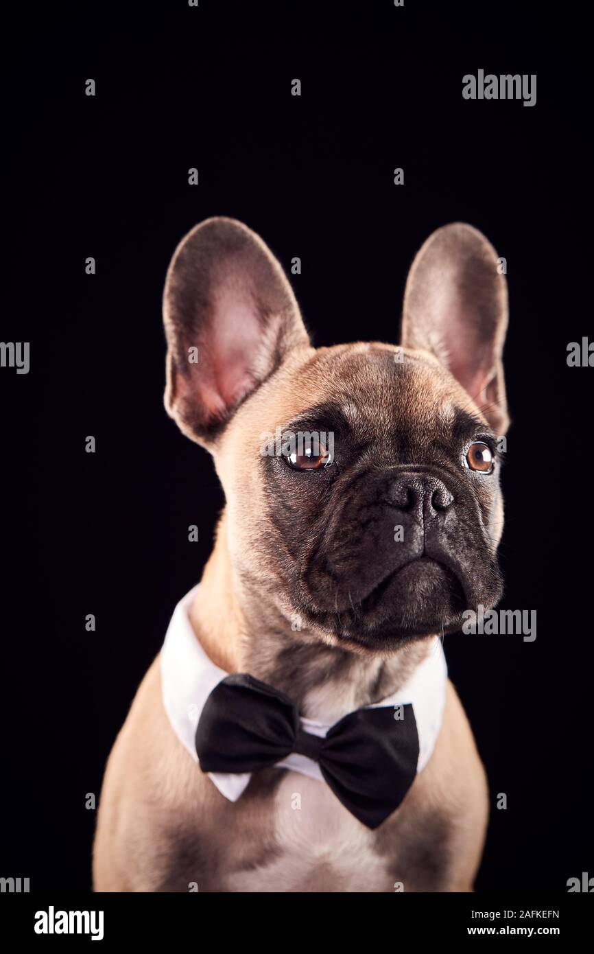 Studio Portrait Of French Bulldog Puppy Wearing Bow Tie And Collar