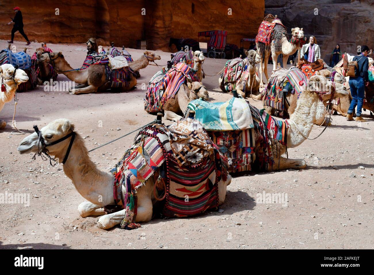 Petra, Jordan - March 06, 2019: Unidentified tourists and camels for transport at archaeological site of ancient Petra Stock Photo