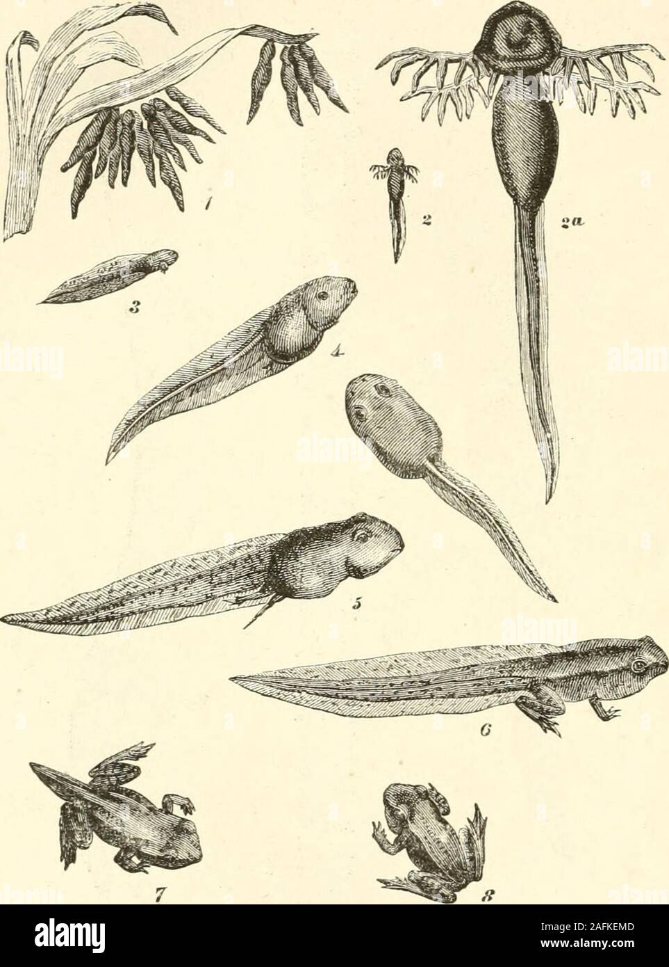 The Bible and science. 192 METAMORPHOSES OF AMPHIBIA. is like that