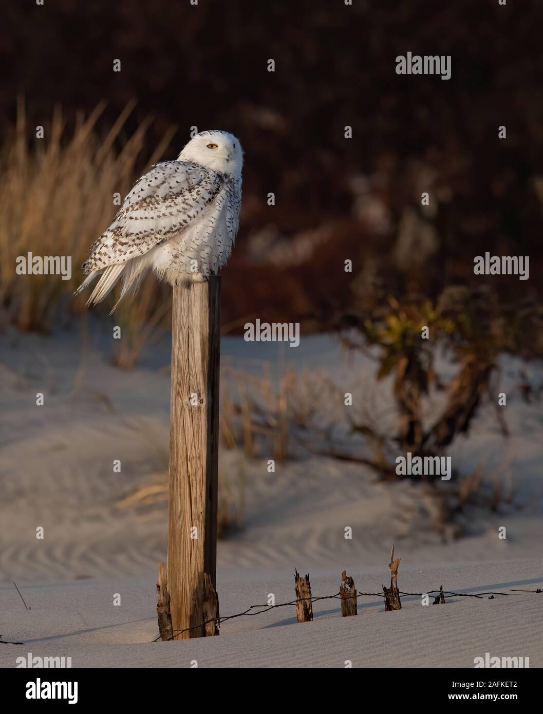 Snowy owl flying summer hi-res stock photography and images - Alamy