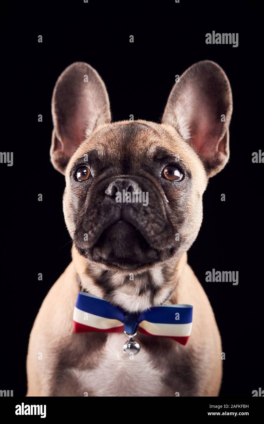 Studio Portrait Of French Bulldog Puppy Wearing Bow Tie And Collar