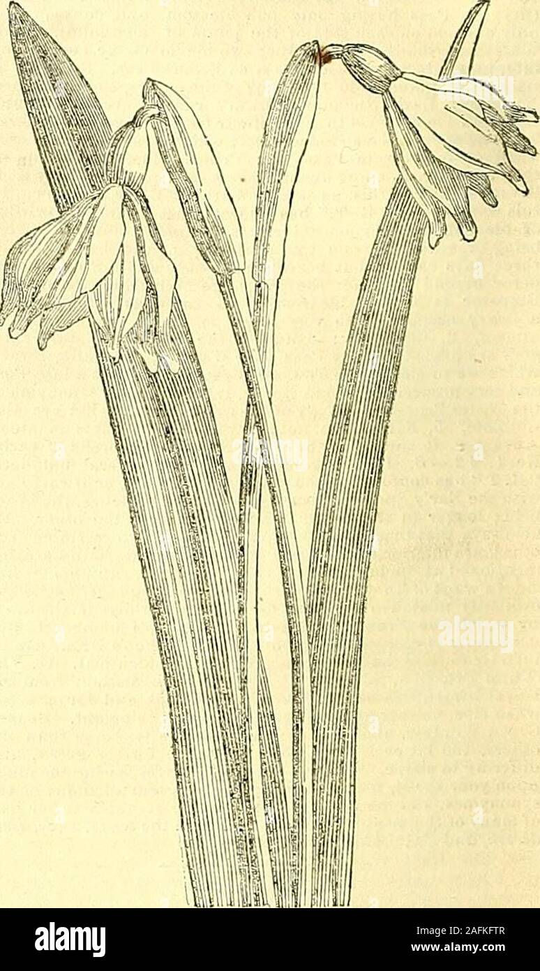 . The Gardeners' Chronicle and Agricultural Gazette. niperds excelsa : CUD. It will stand tho winter andthrive near London, where Cupressus sempervirens audtorulosa do well.J Names of Plants; ITD. Senecio Petasitcs.—Addio. We dontknow.—P J N. Erythronium Dens Canis, tho Dogs-toothViiilet. —5 ZJ. Cornns Mas—Zonch, Campanula hybrida.—JjfcMis. Erica versicolor, Dendrobium excisum.— Q/mro. Salviapseudo-coccinea.—O M. Is it not a starved stato of Cochloariaanglica ? Its oval silicles rtfer it to that species, and not togi onlandica, which it a good deal resembles.—Anon. A Gono-lobus, and apparently Stock Photo