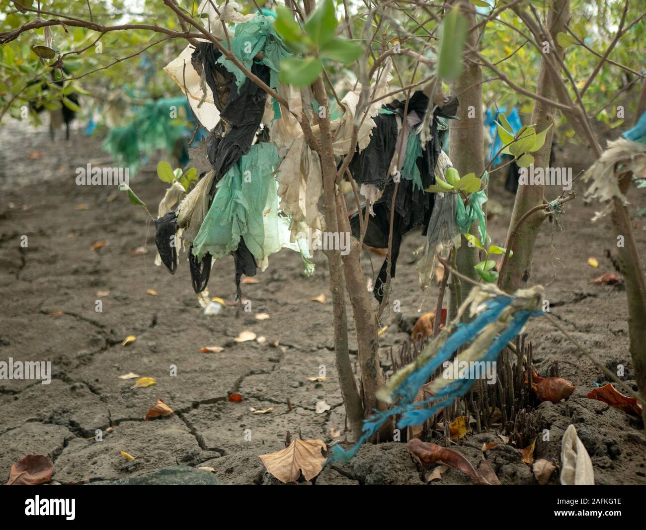 cleaning up forests from plastic pollution, garbage bag under tree, no  people 21509752 Stock Photo at Vecteezy