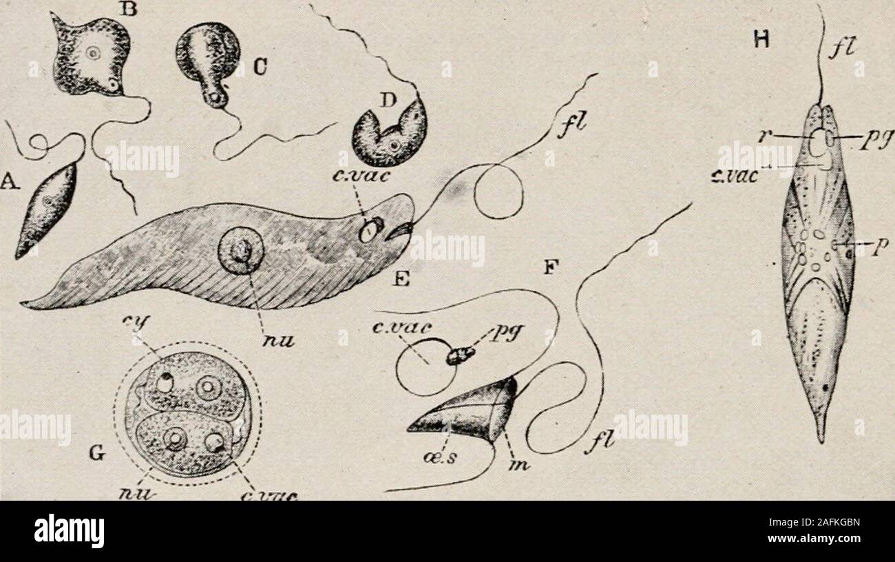 Introduction To Zoology A Guide To The Study Of Animals For The Use Of Secondary Schools Ymeans Of These Tentacles The Animal Can Hold On To Para Mecia And Other Free Swimming