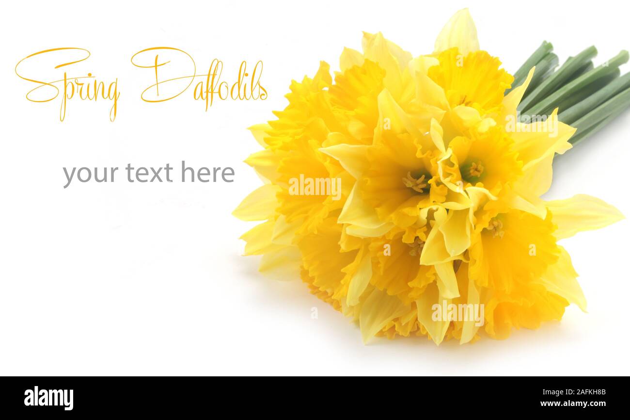 Daffodils With Copy Space Isolated On White Stock Photo