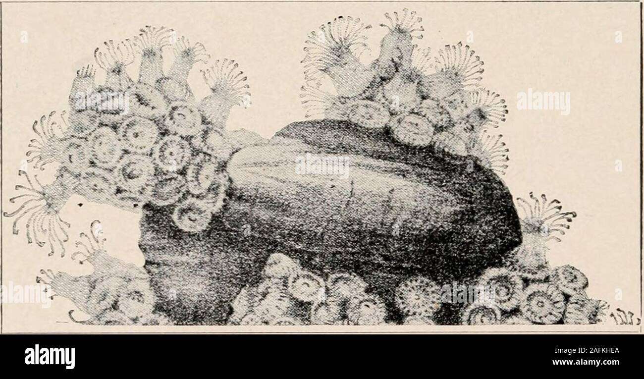 . Introduction to zoology; a guide to the study of animals, for the use of secondary schools;. FIG. 203. — Coral cup of manicina. Nat. size. Photo, by W. H. C. P. hvdroicls, bud freely, and since every bud secretes coral atits base, an extensive and complicated limy mass may beproduced. This is the way in which the brain corals and •6£tt***-.fi-i-^ •*.•>.,- ,. FIG. 204. — Astranyla d<i)ite,a. cluster of our Northern coral-polyps, restingon limy bases of their own secretion. The animals are extremely delicateand transparent. From a lithograph by Louis Agassizs artist Sonrel. branching cor Stock Photo