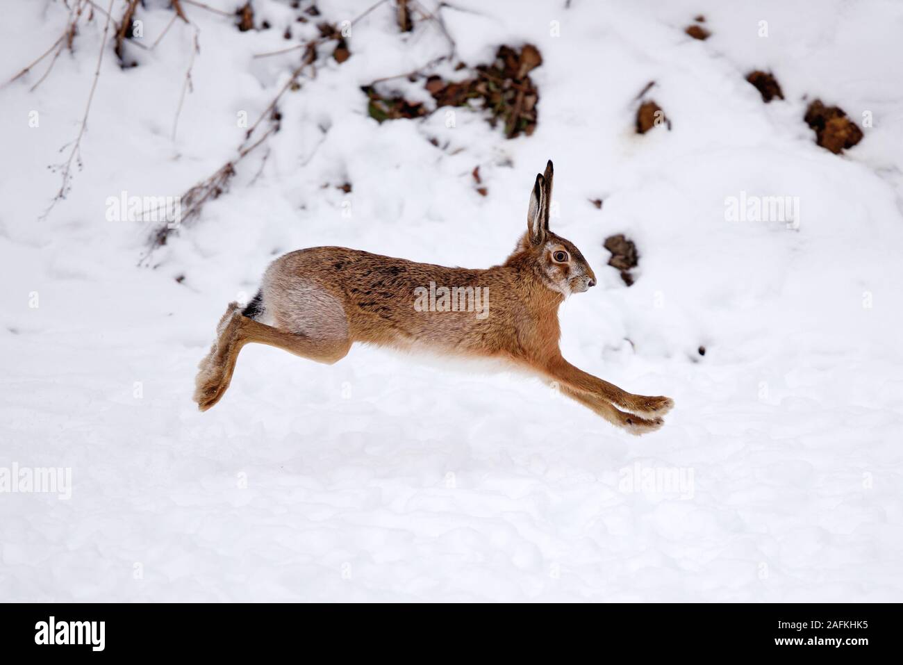 European rabbit hopping hi-res stock photography and images - Alamy