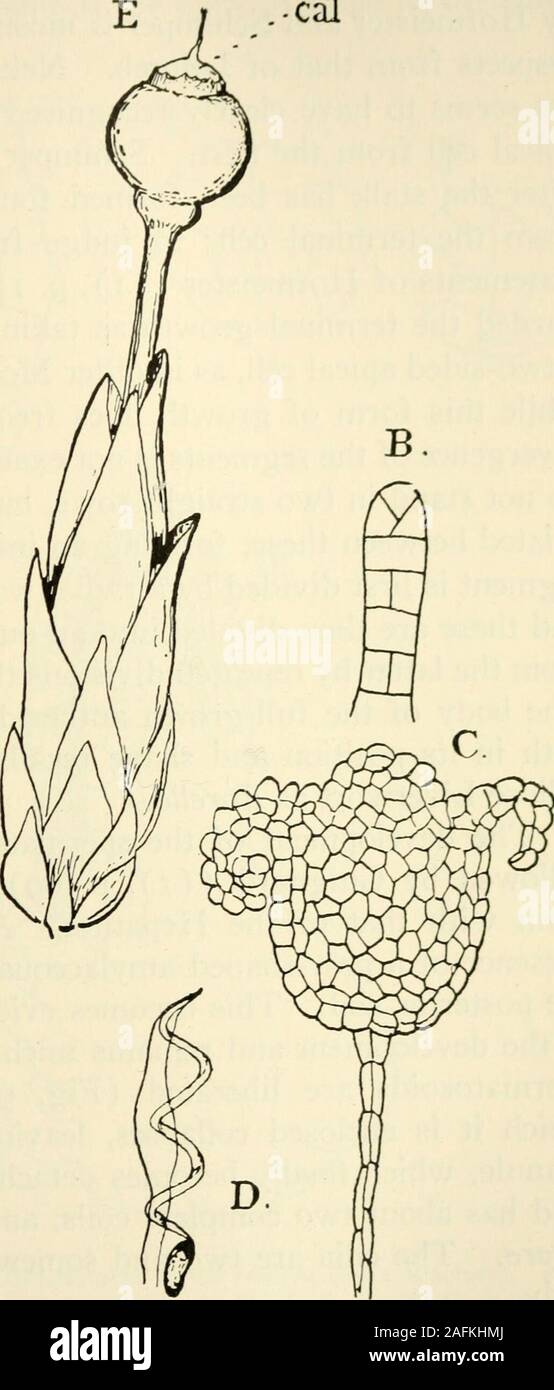 . The structure and development of mosses and ferns (Archegoniatae). Fig. 91.—A, Male catkin of Sphagnum cymhifoUum, X50; B, young antheridium ofS. acutifolium, X350; C, opened antheridium of the same species; D, spermatozoid,Xiooo (about); E, female branch with sporogonium of S. acutifolium, slightlymagnified; cal, calyptra. A, C, E, after Schimper; B, after Leitgeb. the body of the antheridium. The first divisions in the bodyof the antheridium only take place after the stalk has become 176 MOSSES AND FERNS chap. many times longer than the terminal cell, and is divided intomany cells. The acc Stock Photo