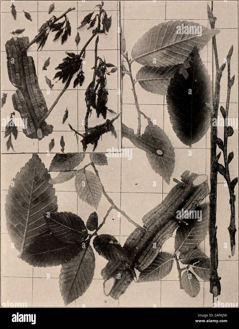 . Handbook of the trees of the northern states and Canada east of the Rocky mountains. Photo-descriptive. WINGED ELM. Uhmis aJata Miclix.. Fig. 2 10. Section of corky branch with branchlets bearing mature fruit, i (Observe the leaf-buds are scarcely as yet swollen) ; branchlet with mature leaves, 2 ; branchlet in winter showingleaf-buds and incipient corky flanges, 3 ; do, bearing leaf-buds above and flower-buds below, 4.211. Trunk of tree near Kennett, Mo. Handbook of Tkees of tiij: Northern States and Canada. 18 Compared with tho lureo olms of the North-ern States, tlie Winded Klni is a tree Stock Photo