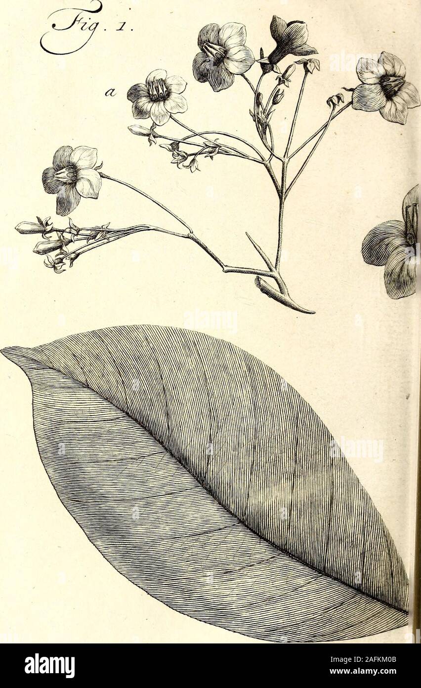 . Natuurlyke historie : of, Uitvoerige beschryving der dieren, planten, en mineraalen. 2 D(. Pentandria. 195 waards omgeboogen , met hun Pypje of Hals lïLin een korte Kelk van vyf fmalle fpicfe Blaad- ^^^^^^jes geplaatst. Uit dit Pypje komt een witach-Hoofd.tige Styl te voorfchyn., met een langwerpig^^^^^*geelachtig Knopje , en in de tusfchenwydtender Bloemblaadjes dunne Meeldraadjes, zo veelals er Bloemblaadjes zyn, hebbende langwerpigedikke Topjes , uit den witten geelachtig, diein een oudere geelachtige Bloem met een roodStreepje zyn getekend. De Vrugten zyn klein,hard en rond , als Laurier Stock Photo