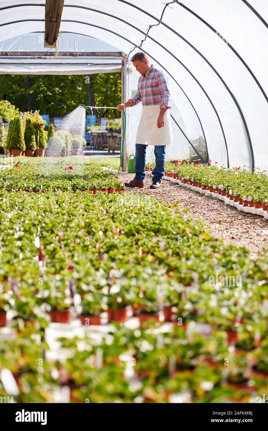 Mature Man Working In Garden Center Watering Plants In Greenhouse Stock Photo