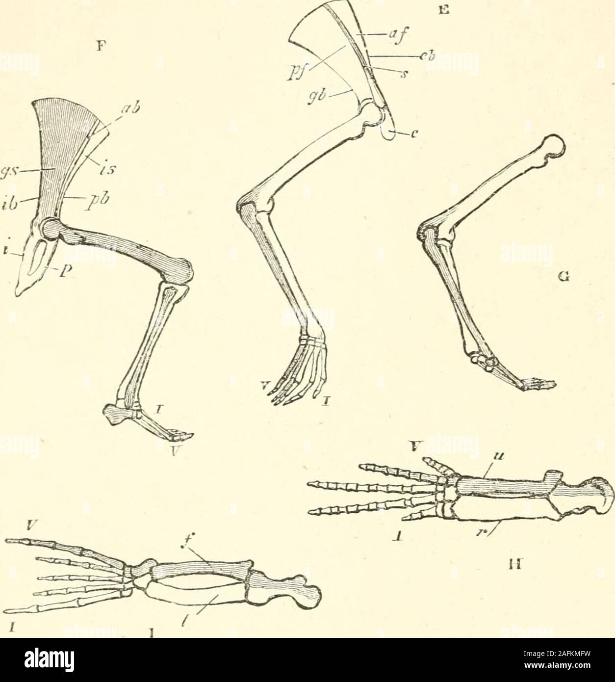 A treatise on zoology . »L ^f. Ym. IV. 1.—Cucumaria pentactes (Linn.),  opened along the right of the median dorsal line ; theright respiratory  tree has been cut short. 2.—Spicule ; 3.—Oral