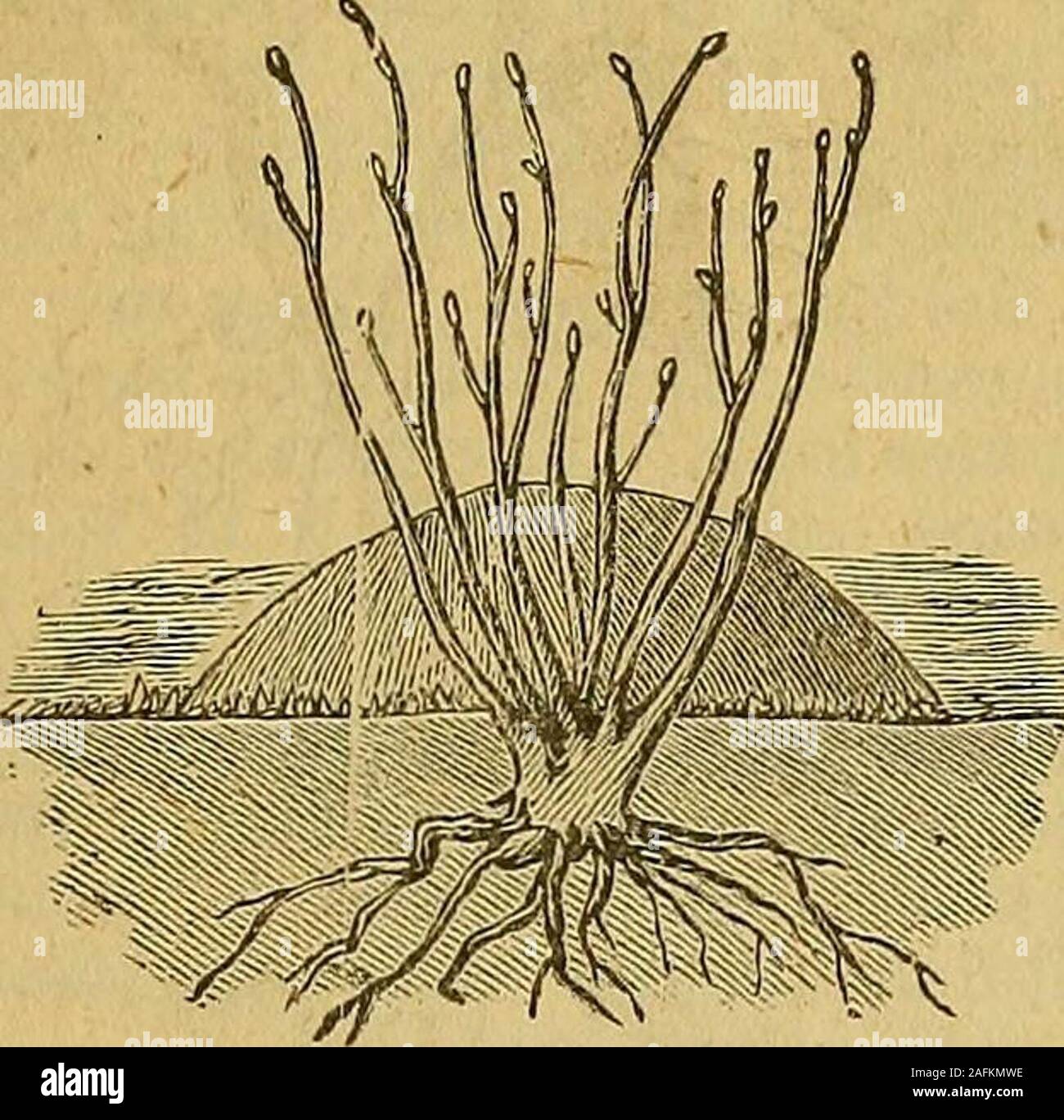 Box propagate cutting hires stock photography and images Alamy