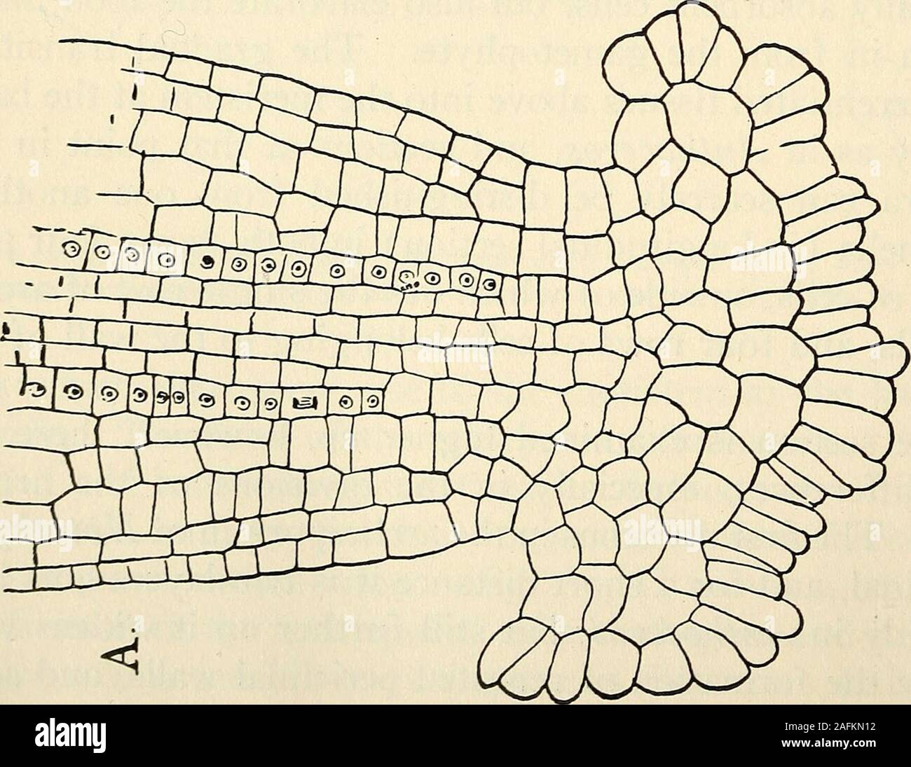 The Structure And Development Of Mosses And Ferns Archegoniatae J Rt V U Oo X Aj J3 U C Gt A Lt Oo Co X T3 M Rt