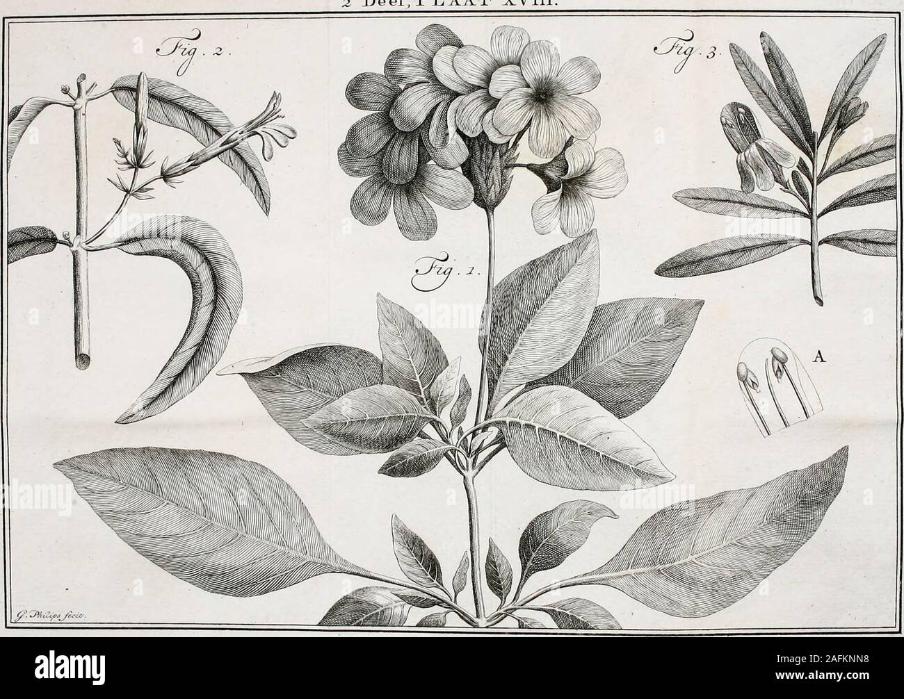 . Natuurlyke historie : of, Uitvoerige beschryving der dieren, planten, en mineraalen. gsde middel - Rib getekend zyn. Hierom wordevan dat Loof op Bruiloften onder de Jndiaanengebruik gemaakt. De Bloemen, zegt Linn^cjs,hebben een zeer kleinen , vyftandigen Kelk ,een opgeblazen Keel; de Bovenlip krom en uit-gegulpt; de Onderlip breed, egaal in drieën ge-fneeden , en twee Meeldraadjes onder de bo-venfle Lip. Behalve de gemelde vindt men ook een Soortvan dit Gewas , wier Bladen met licht roocle ofVuurkleurige Vlakken getekend zyn, zegt RuM-PHFüs, die aanmerkt, dat zy door den ryd re-delyke Boompj Stock Photo