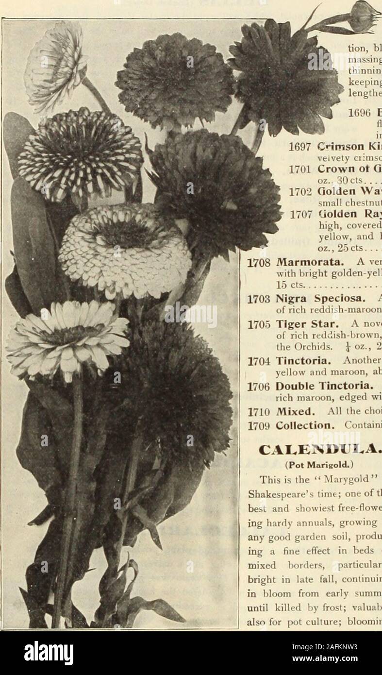 . Dreer's garden book 1915. Group of Calendulas. CAI.I.IOPSIS. Sliowy and beautiful free-flowering annuals, ofthe easiest culture, doing well in any ;&gt;unny posi-tion, blooming all summer and excellent for cutting andmassing. It is best to sow them where they are to bloom,thinning out to stand (5 inches to 12 inches apart. Bykeeping the old flowers cut off the flowering season can belengthened until late autumn. PEK PKT. 1696 Bicolor Nana. Of dwarf, compact, even growth;flowers clear yellow with small garnet eye; 9 inches. J^ oz., 15 cts 5 1697 Cnmson King. A fine dwarf sort, 9 inches high; Stock Photo