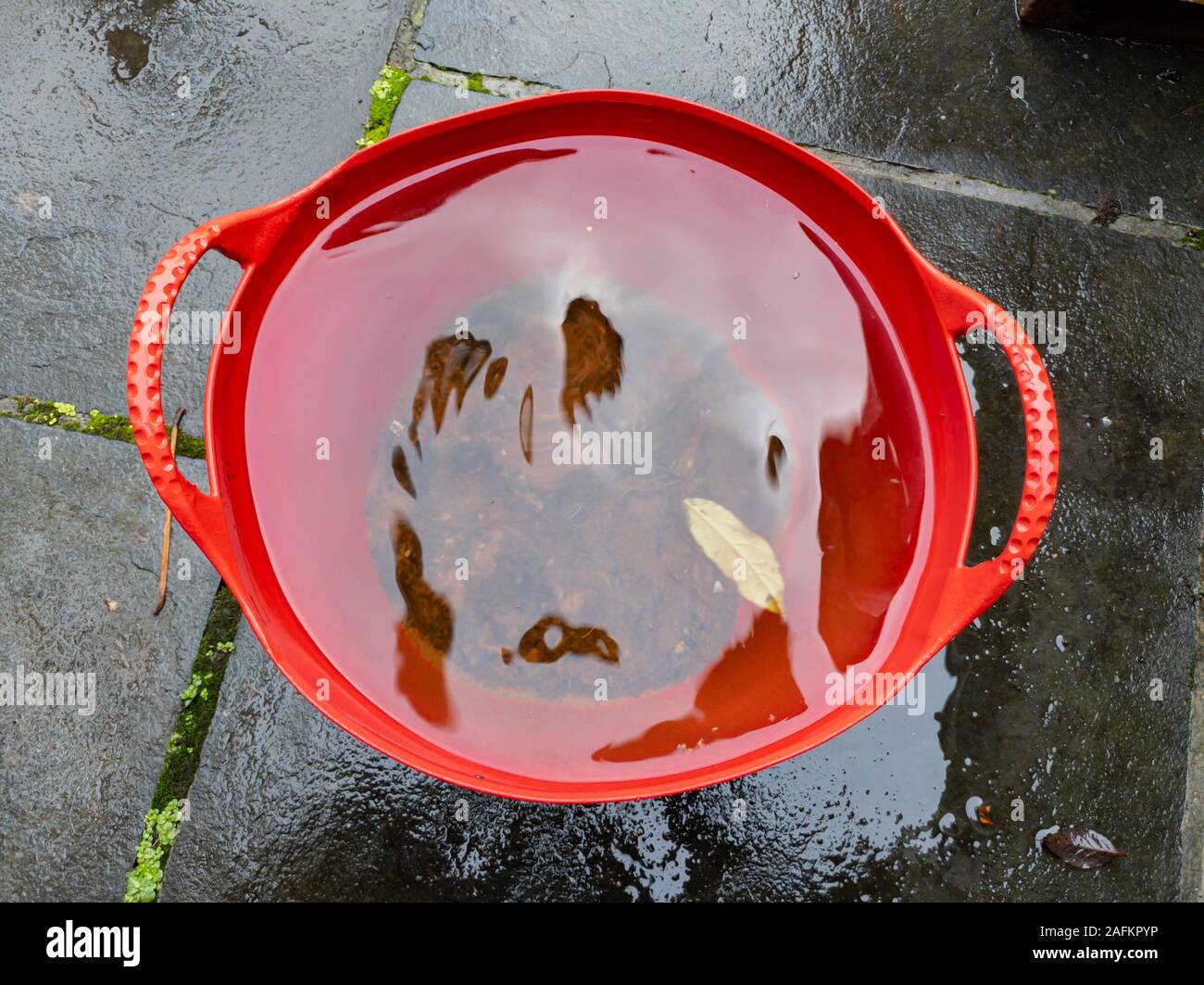 High angle view of a red bucket full of rainwater Stock Photo Alamy