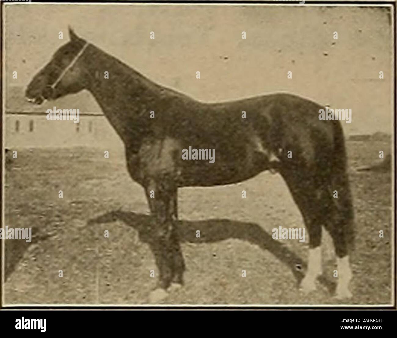 Breeder and sportsman. Highland £ 2:14%); second Pirst and only horse whose entire racing career (56 heats) averages 2:08H- Pirst and only horse at 5 years to pace twice in one Breeder and sportsman. Highland £ 2:14%); second Pirst and only horse whose entire racing career (56 heats) averages 2:08H- Pirst and only horse at 5 years to pace twice in one