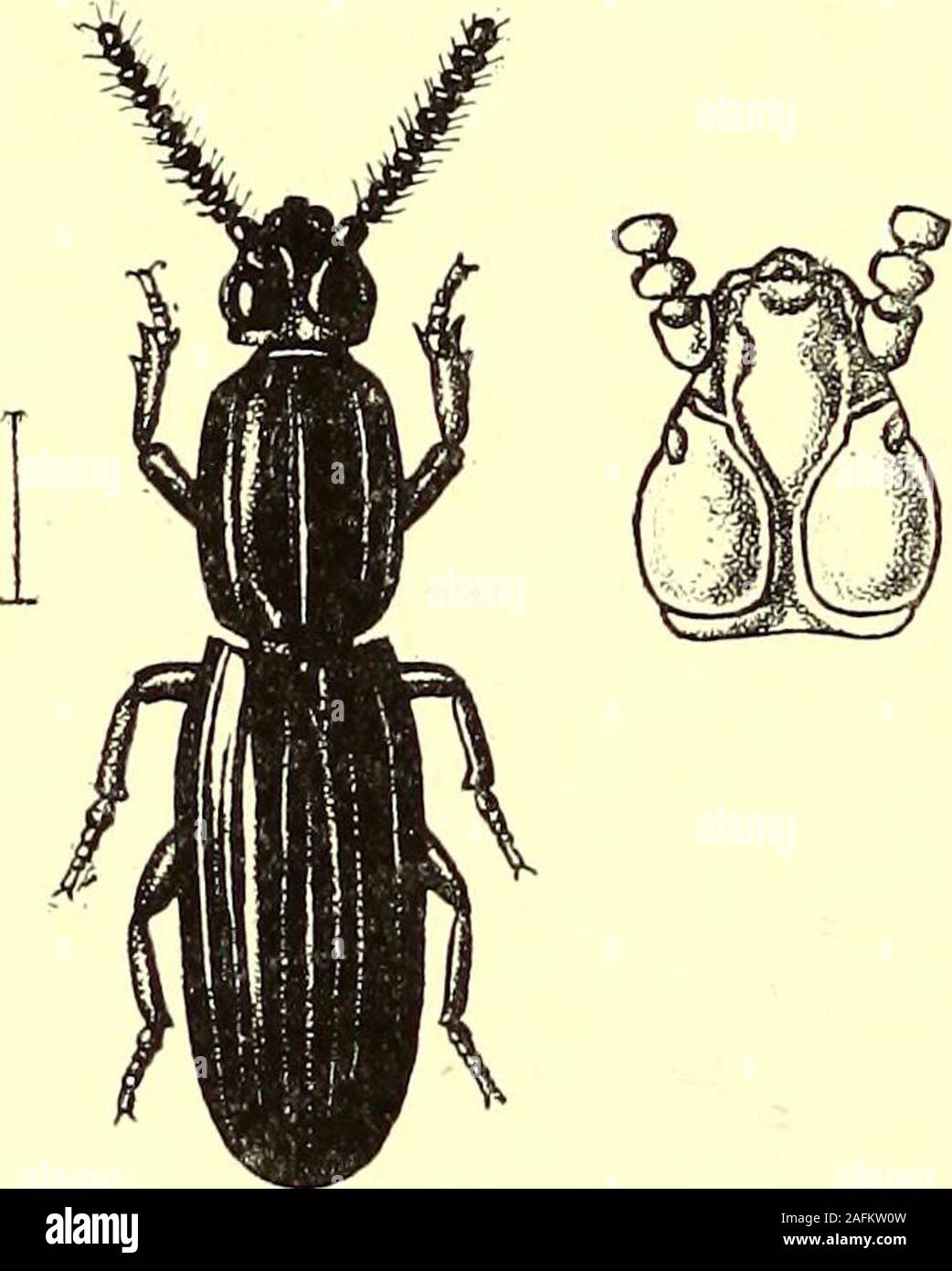 . Coleoptera : general introduction and Cicindelidae and Paussidae. cuminate atits apex ; head subtriangular, withthe posterior lobes large, prominent,and smooth, separated by a narrowchannel which is bifurcate in front,the two furrows embracing the basalportion of a rather large lance-head-shaped smooth space ; prothorax long,oblong, with the central and side fur-rows well marked and entire and with239. two strong basal impressions between Clinidium waterhousei. the central and side furrows, centralfurrow a little impressed, but notexcavate, at the posterior third ; elytra very deeply impress Stock Photo
