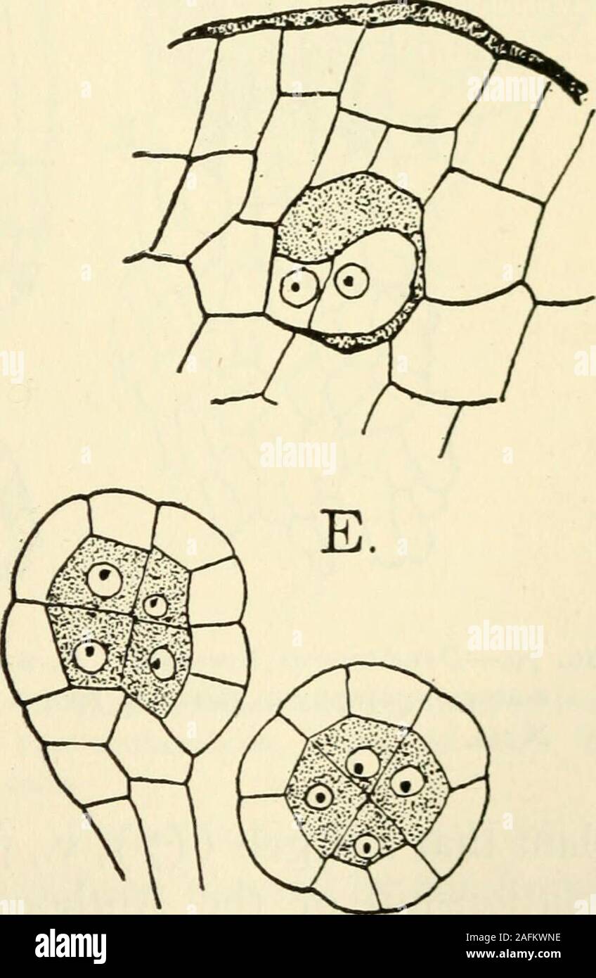 The Structure And Development Of Mosses And Ferns Archegoniatae A D B Fic Yz Dendroceros Breutelii A Thallus With Sporophyte Attached X4 B Apexof The Thallus X600 C Archegonium X600 D E