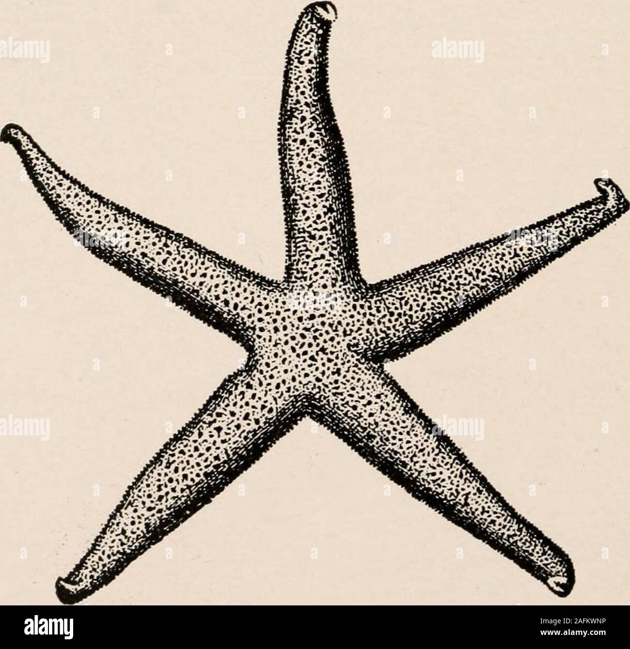 . Introduction to zoology; a guide to the study of animals, for the use of secondary schools;. FIG. 181. — Ctibrella sanguinolenta. Nat. size. From Leuuis. THE STARFISH AND ITS ALLIES 197 Stock Photo