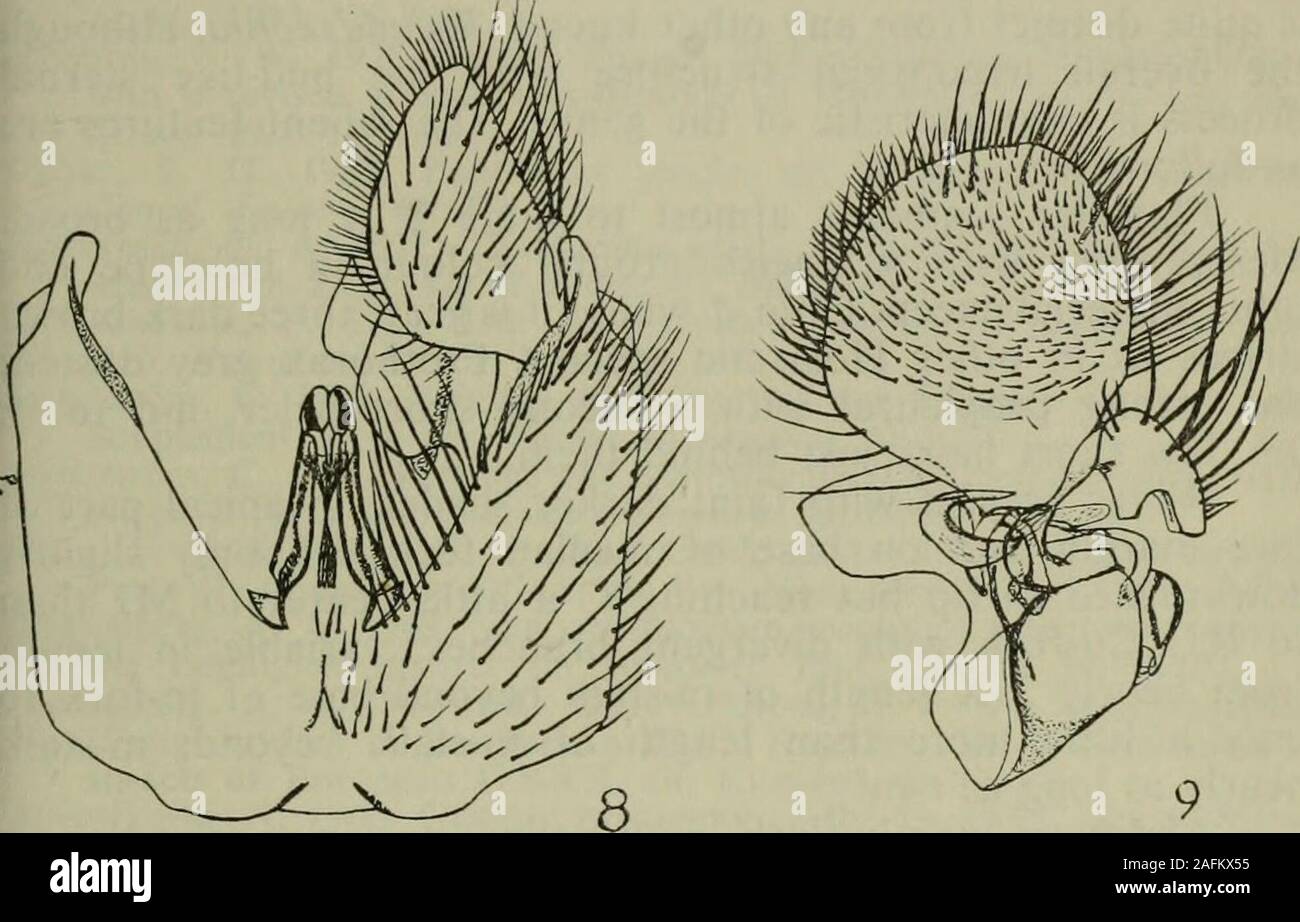 . The Entomologist's record and journal of variation. ymy of this