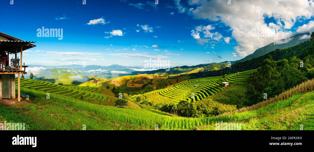 Sunrise and foggy mountain view of tea plantation at Doi Ang Khang in national park Doi inthanon. Chiang Mai, Thailand. Stock Photo