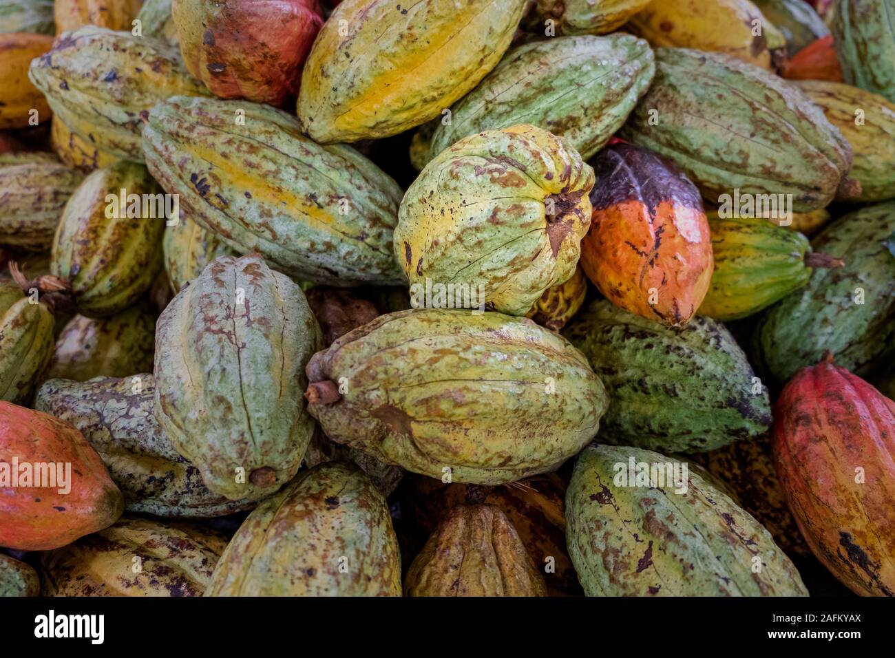 Cocoa bean drying, different color, before roasted close up Stock Photo