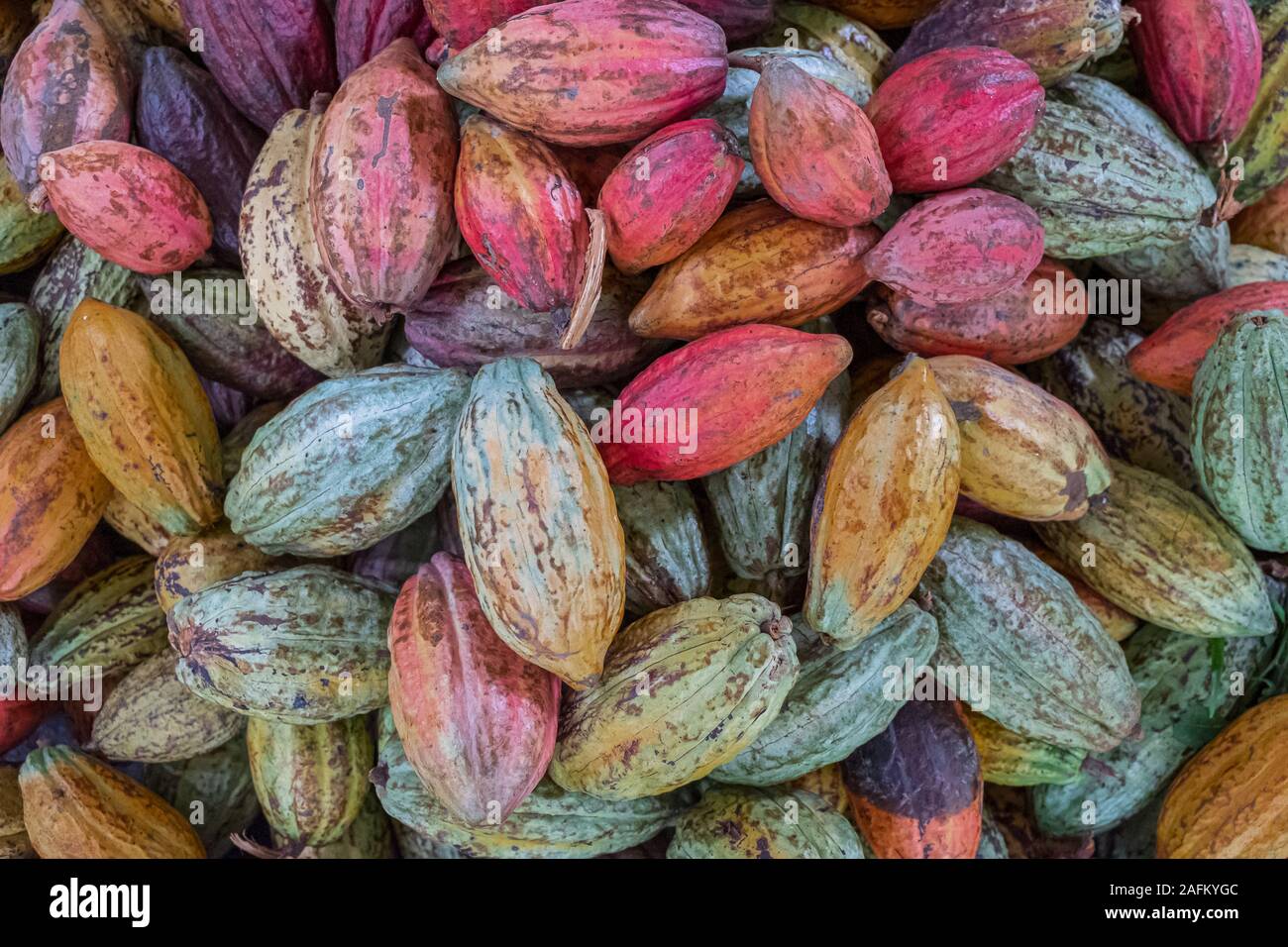 Cocoa bean drying, different color, before roasted close up Stock Photo