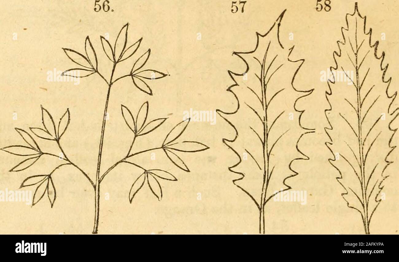 . The Botanical Class-Book and Flora of Pennsylvania. 40 Radiate veined Compound leaves.110. When a radiate veined leaf becomes compound, theleaflets are necessarily all attached to the apex of the commonpetiole, forming a ternate or palmately trifoliate leaf, as inClover, (Fig. 54,) or a digitate leaf, as in the Horse chestnut,(Fig. 44). 1. Biternate, (twice ternate, Fig. 55,) when the leafletsof a ternate leaf become themselves ternate. Ex.: Squirrelcorn (Dicentra Canadensis.) 2. Triternate, (three times three ternate, Fig, 56,)when the leaflets of a biternate leaf become again ternate.Ex. : Stock Photo