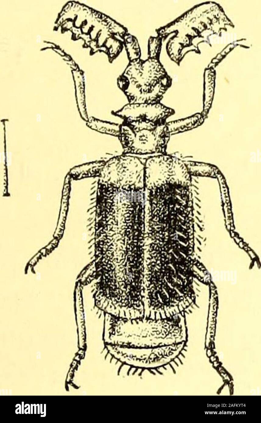 . Coleoptera : general introduction and Cicindelidae and Paussidae. ica, as recorded by Wasmann. 271. Paussus politus, Westw. Paussus politus, Westwood, Proc. Linn. Soc. Lond. 1849, p. 58; id.,.Thes. Ent. Oxon. 1874, p. 87, pi. 16, fig. 10. Fulvous red, with the sides of the posterior part of the pro-notum (as a rule) and the disk of the elytra black; head broaderthan long, depressed, and longitudinally channelled in front, witha conical and not strongly raised tubercle between the eyes;antennae with a large boat-shaped club, produced at the apex intoa bluntly curved point, the excavation narr Stock Photo