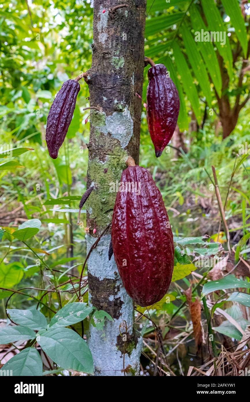Cocoa bean ripe in tree in jungle before harvest in garden Stock Photo