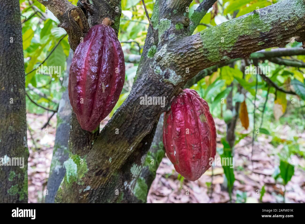 Cocoa bean ripe in tree in jungle before harvest in garden Stock Photo