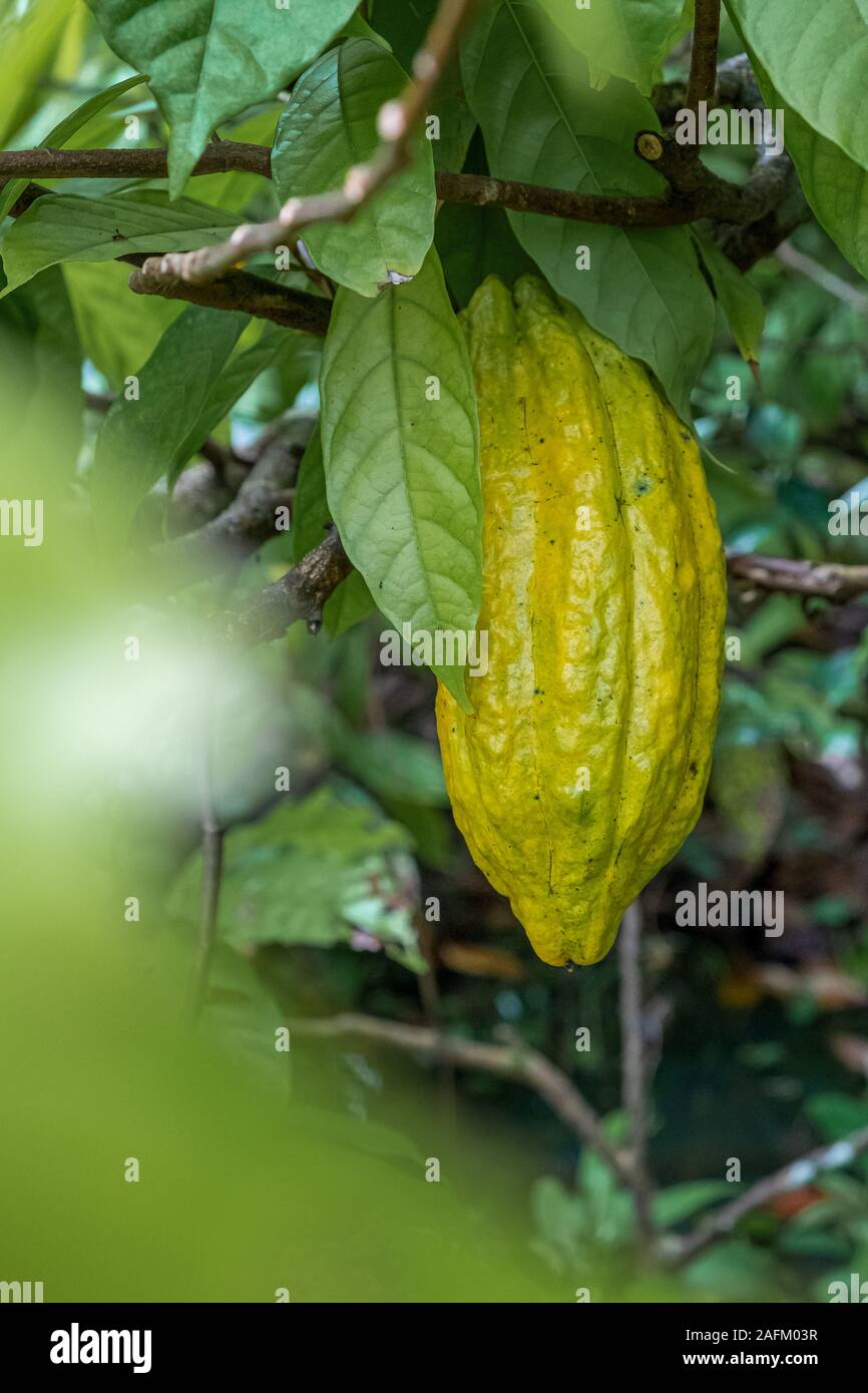 Cocoa bean ripe in tree in jungle before harvest in garden Stock Photo