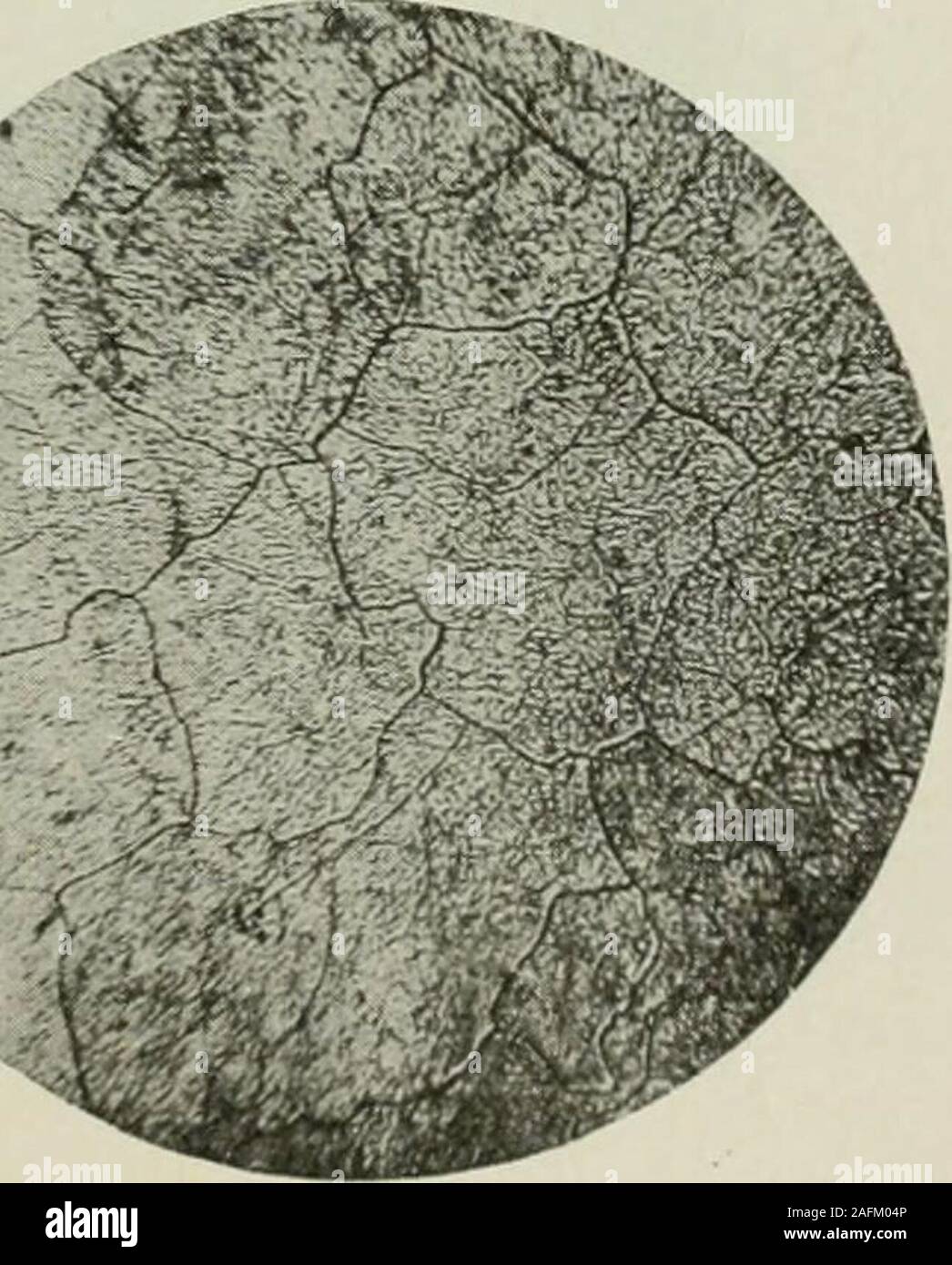 . Transactions. %&gt;^^- Annealed at 1100°.Fig. lie—X 40 Diam. Picric Acid. Fig. 12c.—X 40 Diam. Picric Acid.. Alloy No. 3-39. 0.001 PerCent. Silicon. Alloy No. 3 Si 06. 0. 148 Per Cent.Silicon. 296 VACUUM-FUSED IRON WITH SPECIAL REFERENCE TO EFFECT OF SILICON Stock Photo