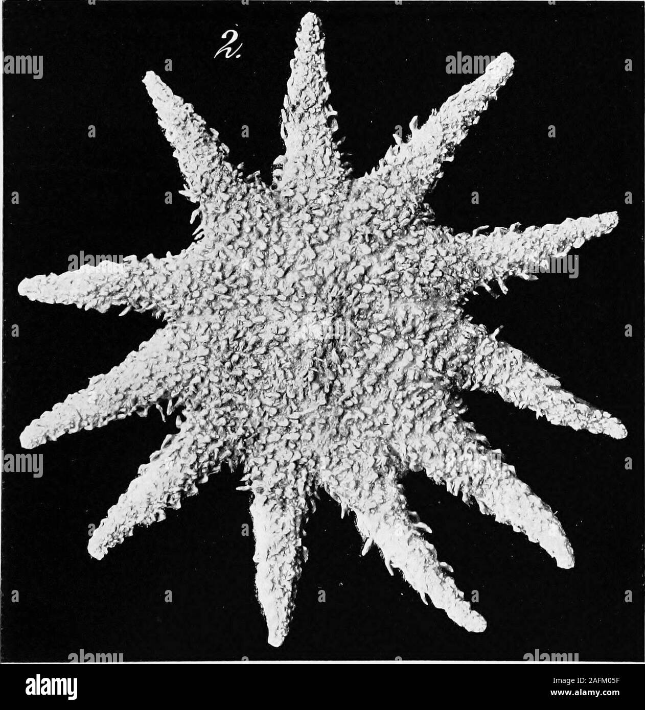 . Report of the Second Norwegian Arctic expedition in the 'Fram' 1898-1902 ... HENRICH BUCHER DEL, Rep. of the 2nd Norw. Arct. Kxp. in the Fram 1H98—1902. No. 13. Plate II. ?? ? BHFU^IH ^H ^^H ? H^K^^^IH ^^1 ^^^^^H ^ ^^^^H^ .^^^^HWP^^I ^^^^H ^^^^^M w^^^Kf ^^KF^ «ij^l ^^^^H ^^^^H ^ ^jRB? ^f^^ {JM^^H ^^^H ^^H ? ^^H PI i s itjjij .• 1 ! K&gt;jU|^^^^^^K ^^^^^^^^^^^^1 1. Kep. of the 2iid Norw. Arct. Exp. in the Fram lhi9H—1902. No. 13. Il.ATK III. Stock Photo