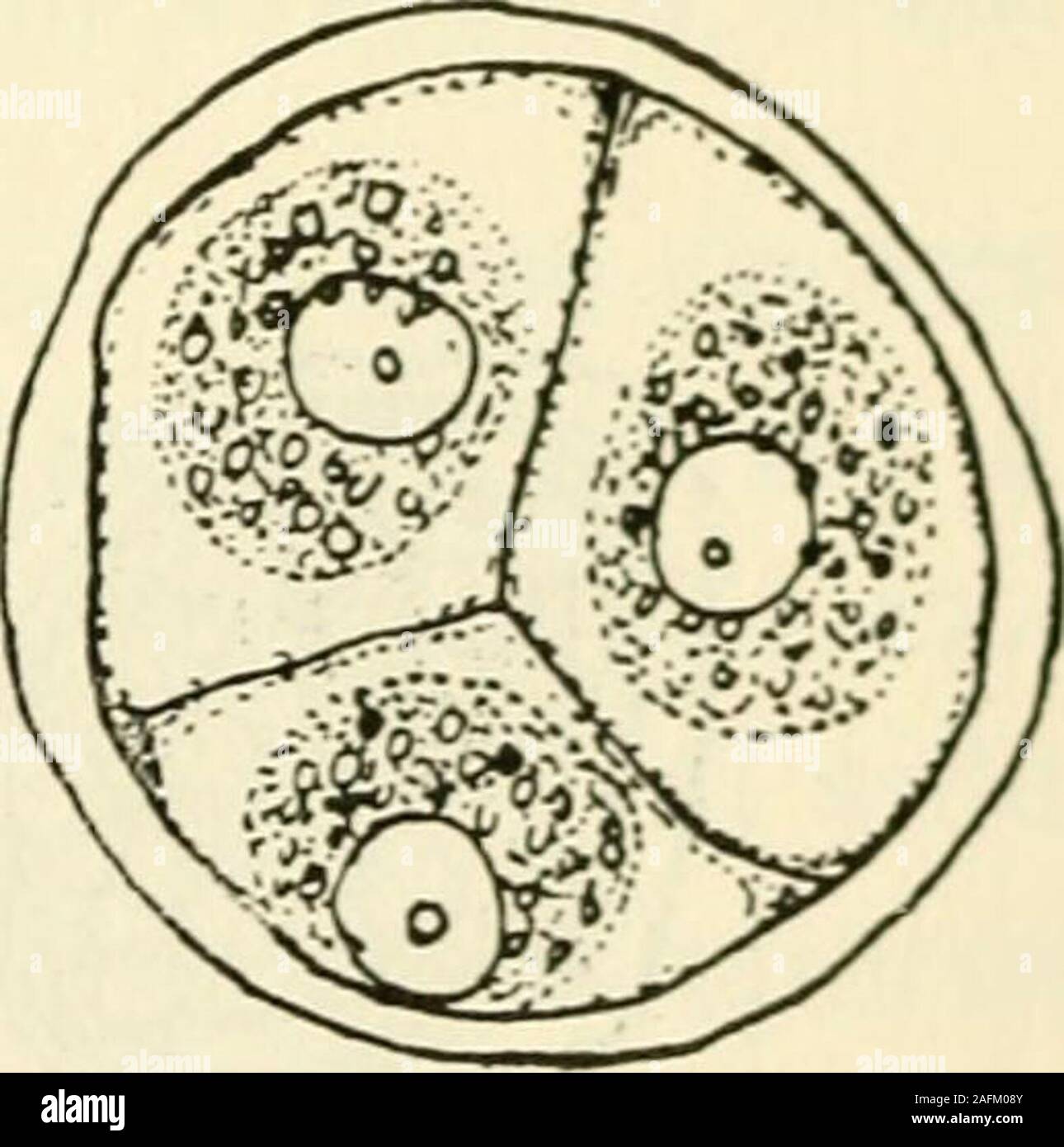 . The structure and development of mosses and ferns (Archegoniatae). D. Fig. 73.—Spore division in A. fusiformis; opticalsections of living cells, X6oo. 142 MOSSES AND FERNS CHAP. in the epidermis of elongated leaves of Monocotyledons. Inthe older parts some of these cells cease to elongate, and be-come more nearly oval (Fig. 75, A). These are the youngstomata, and exactly as in the vascular plants, each divideslongitudinally by a septum which later separates in the middleand forms the pore surrounded by its two guard cells. Thewalls of the other epidermal cells become much thickened anddistin Stock Photo
