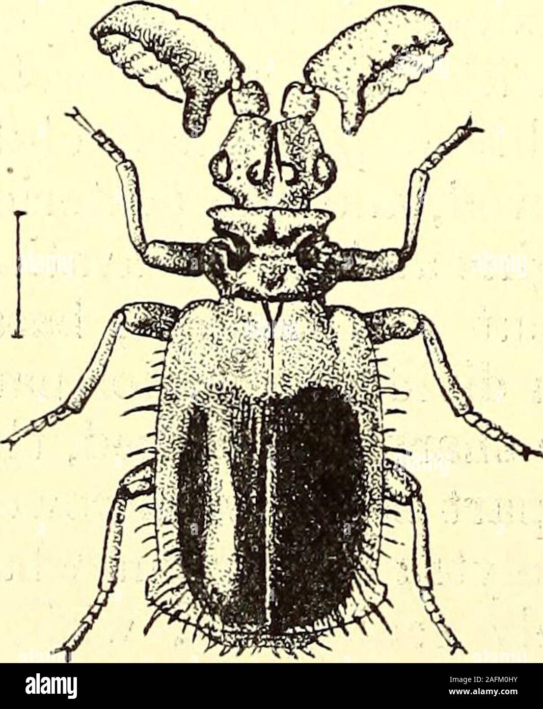 . Coleoptera : general introduction and Cicindelidae and Paussidae. elytra dull, finely rugose, with very faint traces of raisedlines, with the apical follicles well marked, but without a brush ofhairs or a thorn-like seta; legs rather broad, tibiae compressed,,the posterior pair somewhat curved and rather broader than theothers. Length 6 millim. India. 261. Paussus jerdani, Westw. Paussus jerdani, Westwood, Trans. Ent. Soc. Lond. v, 1847, p. 26,.pi. 2, tip. 1; id., Cab. Orient. Ent. pi. 41, fig. 5 j id., Thes. Ent.Oxon. 1874, p. 88, pi. 18, fig. 4. Of a dull rufous or rufo-castaneouscolour, w Stock Photo