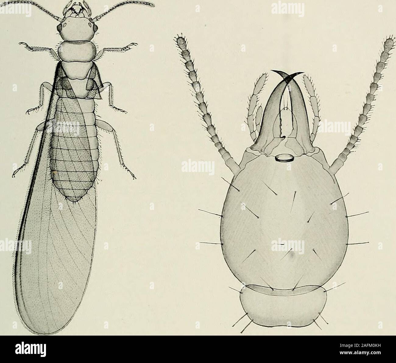 . Bulletin du Muséum national d'histoire naturelle. arbres situés à plusieursmètres de distance de lautre côté dun chemin. Voisins des précédents, les Arrhinotermes ont, eux aussi, un pore fron-tal et une poche glandulaire prolongée en arrière jusquau bout de labdo-men. Une espèce de ce genre (A. jlavus Bug.) a été découverte le 11 jan-vier 1910, au bord du lac dAmbalangoda, sous lécorce dun arbre mort.Dautres nids, renfermant des imagos, ont élé trouvés les années suivantesau bord du même lac, dans les tiges creuses du Panda-nus ceylonicus(grande Broméliacée aquatique) ou encore sous lécorce Stock Photo