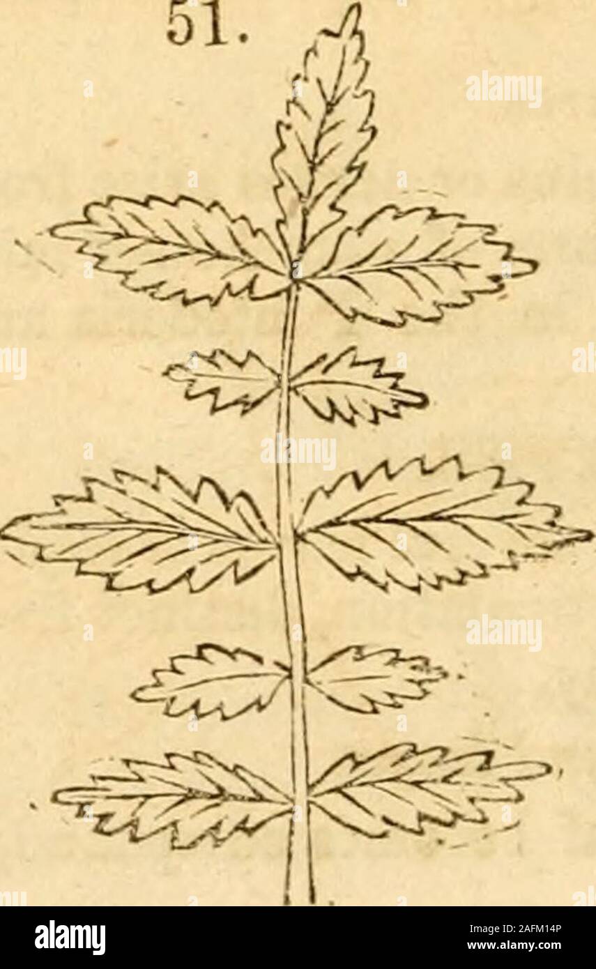 . The Botanical Class-Book and Flora of Pennsylvania. 2. Abruptly pinnate, (Fig. 49) when the petiole of apinnate leaf ends without an odd leaflet or tendril. Ex.Senna, (Cassia Marilandica.) 3. Alternately pinnate, (Fig. 50) when the leafletsalternate with each other on opposite sides of the petiole.Examples rare, Wood Vetch. 4. Interruptedly pinnate, (Fig. 51) when the leafletsare alternately large and small. Ex. Agrimony, Avens. 52.. Stock Photo