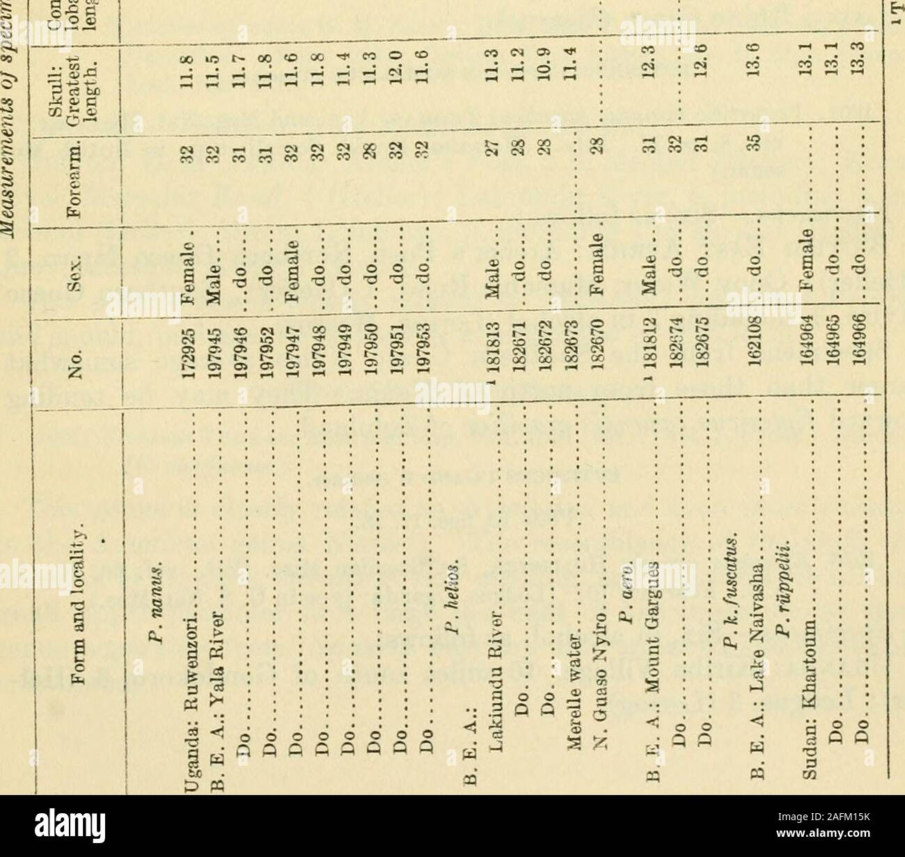 . Bulletin - United States National Museum. River, 1 (Loring); KabalolotHill, Sotik, 1 in alcohol (Heller); Lake Naivasha, 2, including 1 inalcohol (Mearns, HeUer); Nairobi, 1 (Heller). PIPISTRELLUS rOpPELH (Fischer). 1829. V[espertiUo] rilppelii Flscher. 8yn. Mamm.. p. 109. (Dongola. Sudan.)Specimens.—Nine, including 6 in alcohol, as follows:Sudan: EJtiartoum (Heller, Loring). I Proc. Zool. Soc. London.vol. 2, p. i. 1902. Bull. Mus. Comp. Zool., vol. 54, p. 325. December, 1911.a Proc. Zool. Soc. London., 1914, p. 308. June, 1914.* Bull. 57, U. S. Nat. Mus., p. 206. 1907. EAST AFRICAN MAMMALS Stock Photo