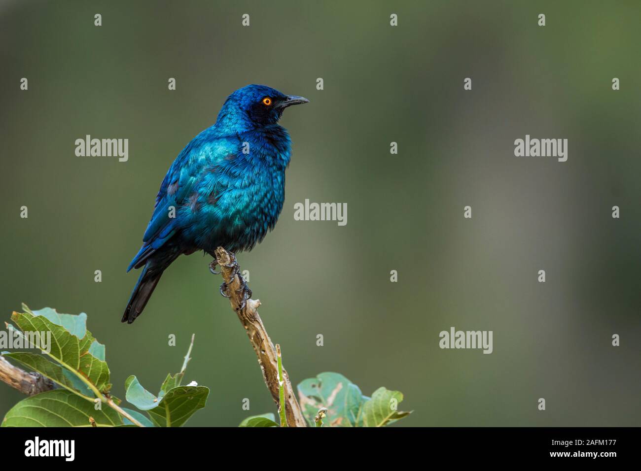 Greater Blue-eared Glossy Starling grooming isolated in natural background in Kruger National park, South Africa ; Specie Lamprotornis chalybaeus fami Stock Photo