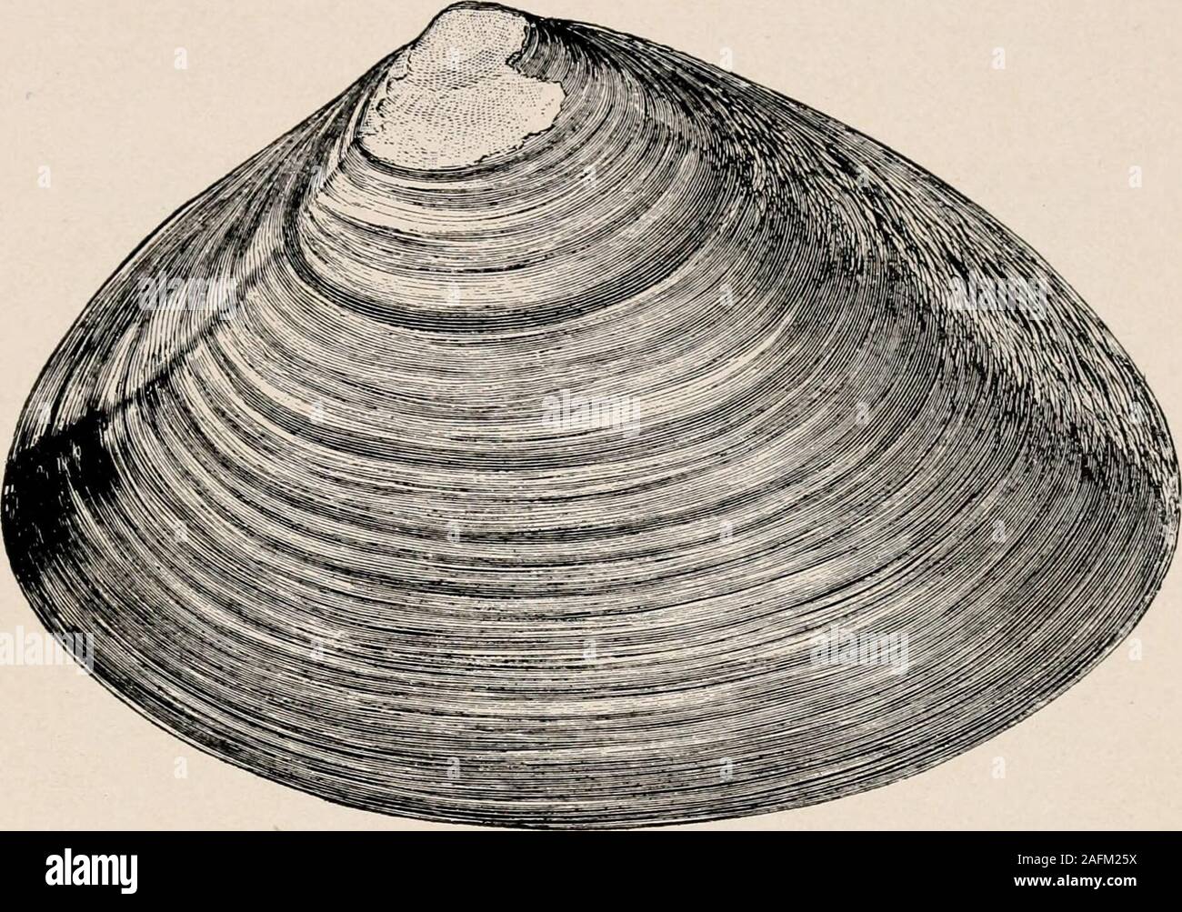 . Introduction to zoology; a guide to the study of animals, for the use of secondary schools;. species commonly known in theNorth as hen-clams and surf-clams. They are more ellip-tical and larger than the common hard-shelled clam or quo-hog, and have a proportionately lighter shell (Fig. 168).They are not often used as food because they become verytough when cooked. The Myidae3 include the common clam of New England,Mya arenaria, abundant along our whole Eastern coast andused as food chiefly in New England. These clams occurin great numbers in every mud-flat. Their great siphon isextended at h Stock Photo