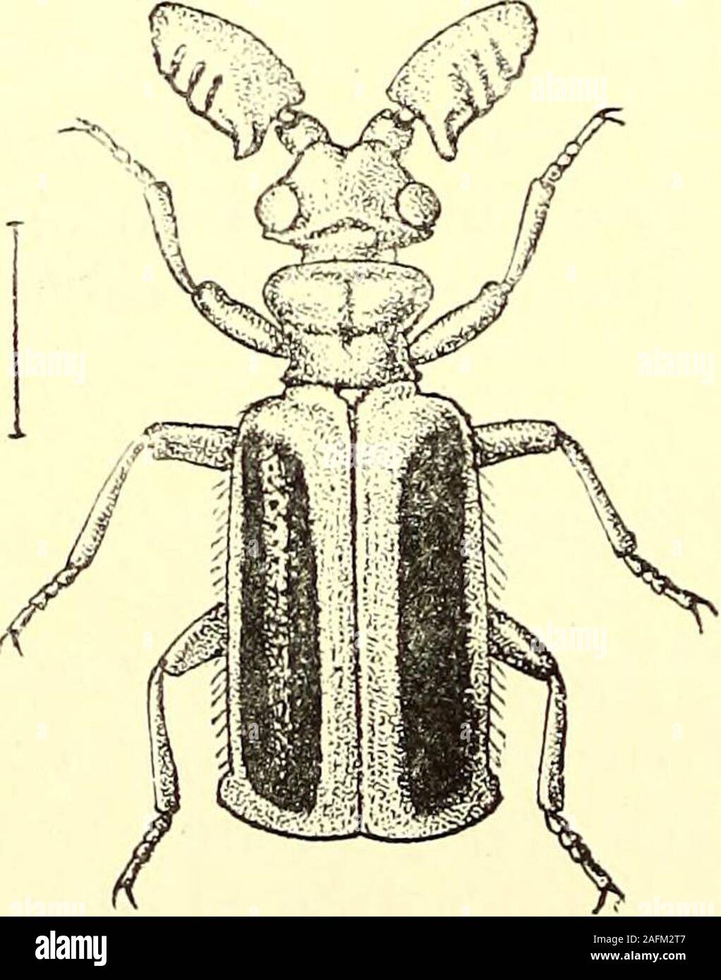 . Coleoptera : general introduction and Cicindelidae and Paussidae. 218. schtotUci 243. Paussus hearseyanus, Westw.. Fig. 219. Paussus hearseyanus. Paussus hearseyanus, Westwood, Proc. Linn. Soc. Loud. 1842, 133 Arcan. Ent. ii, 1845, p. 189, pi. 94,fig. 4; Wasmann, Notes Leyden Mus.xxi, 1899, p. 37, pi. 3, fig. 3.Paussus hearseyanus var. parvicornis,Wasmann, op. cit. xxv, 1904, p. 76. Of a more or less bright fulvo-casta-neous colour, with the disc of each elytronblack; head large, distinctly broaderthan long, with a transverse keel behindthe eyes, which is slightly angled in thecentre; clypeu Stock Photo