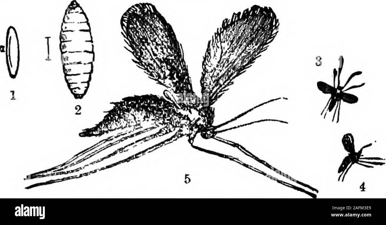 . The standard cyclopedia of modern agriculture and rural economy, by the most distinguished authorities and specialists under the editorship of Professor R. Patrick Wright ... cur inone pod. The pods swell and burst, becomeyellow, and are ruined; much loss of seed isthus occasioned. They are white and footless,with a yellowish median line, and with an in-distinct brown anchor process; length, ^ in.They are found in May and June, whenmature, the larvje fall to the ground and pupate;in ten days the midges swarm out and againlay eggs in the pods. The midge is -fj in. long;head and thorax black, Stock Photo