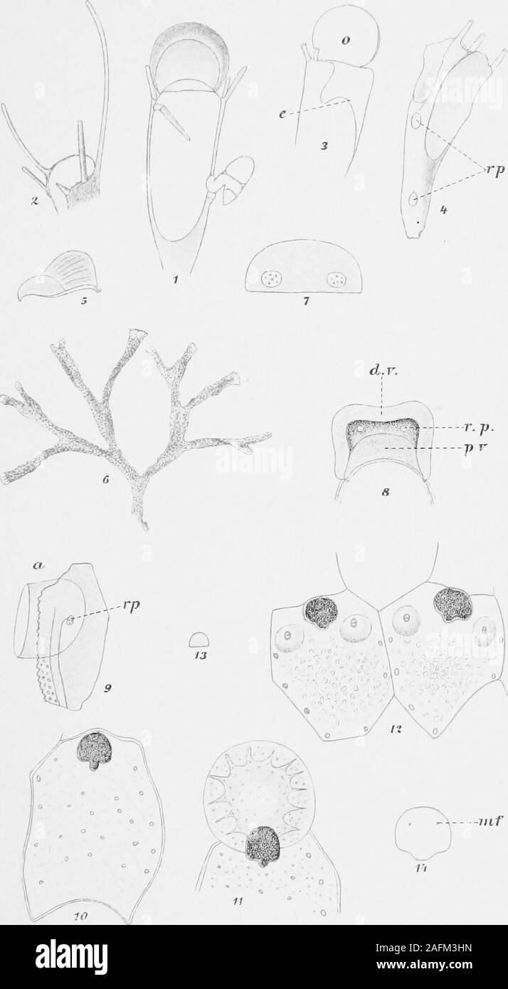 . Report of the Second Norwegian Arctic expedition in the 'Fram' 1898-1902 ... alhaensische Sammelreise. PI. PI. I. Fig. 1—5. Bugula harmsworthi, Waters, ^/j 1900, Vinterhavnen. 1. Zooecium and Ooecium. frontal view, °/,. 2. The anterior part of a Zooecium, lateral view, /j. 3. Zooecia, dorsal view, o, Ooecium, e, terminal wall, ^/i. 4. Zooecium, lateral view, rp, rosette-plates, ^/i. 5. Avicularium, ^/i. 6. Flustra serrulata, Busk, ^^/^ 1900, Vinterhavnen. /i 7—9. Memhranipora nigrans, Hincks, ^/g 1901, Gaasefjord. 7. Terminal wall with rosette-plates, *^/,. 8. Ooecium, frontal view, rp, rose Stock Photo