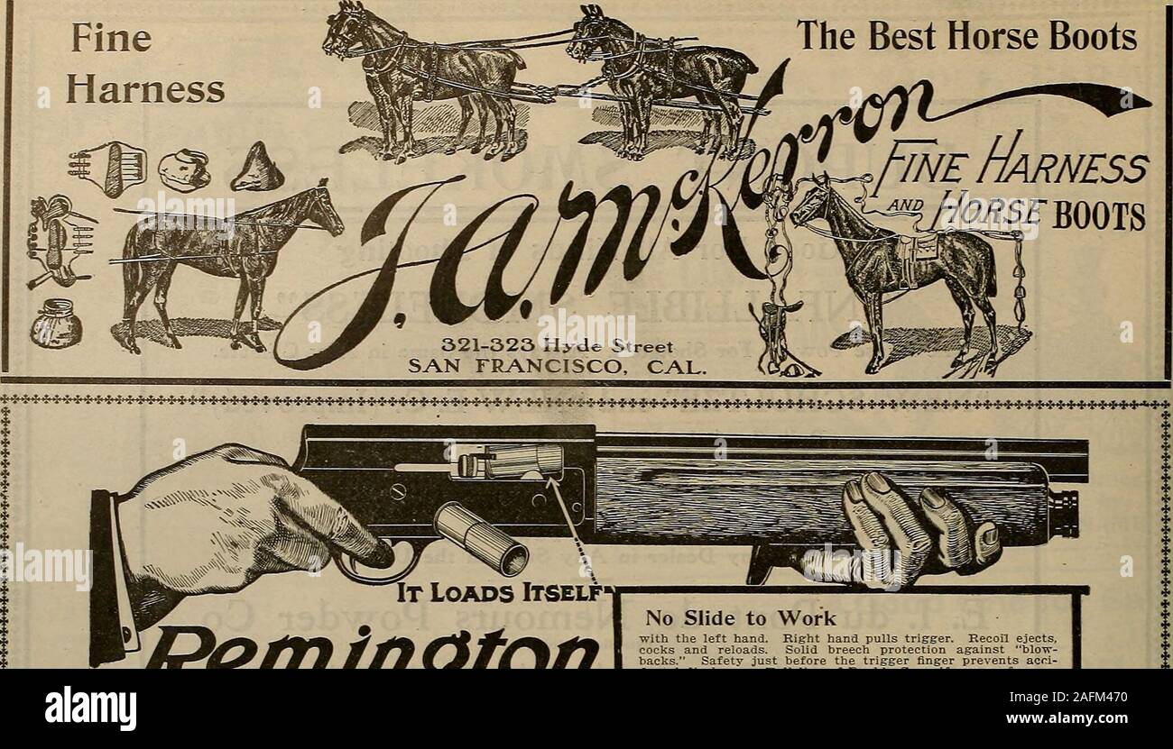 best harness for pointers