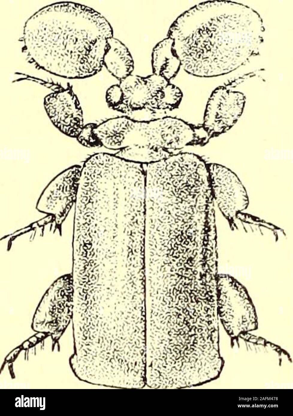 . Coleoptera : general introduction and Cicindelidae and Paussidae. suture, behind the middle badgleyi, sp. n., p. 469. 235. Platyrhopalopsis mellyi, Westw. Platyrhopalus mellyi, Westwood. Trans. Ent. Soc. ii, p. 84, pi. 10,. fig. -5 ; id., Thes. Ent. Oxon. 1874, pi. 18, fig. 2; Wasmann, Notes Leyden Mus. xxv, 1904, p. 18.Platyrhopalopsis mellyi, Desneux, Gen. Insect., Paussidse, pi. 2,. fig. 20. Stout and robust, pitchy or pitchy-black, unicolorous, shining ;head almost smooth, with feeble traces of a central furrow on thevertex ; club of antennae almost round, withthe apical part of the exte Stock Photo